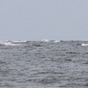 SRB Franz Stapelfeldt, Einsatz vor Wangerooge 2011.