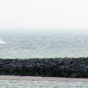 SRB Wilma Sikorski, in Fahrt 2006.